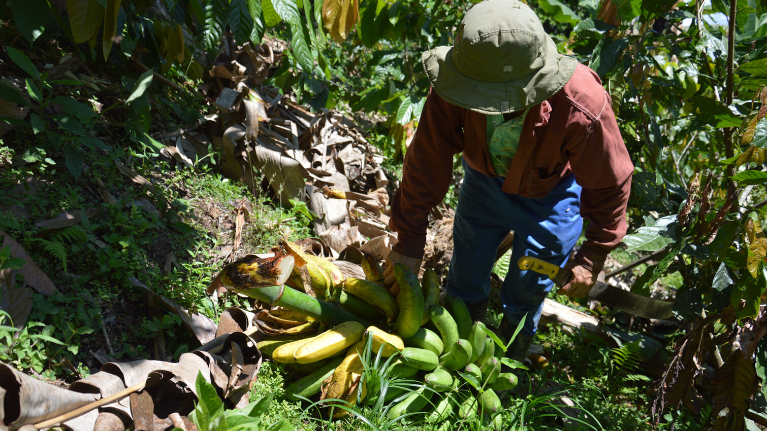  Banane coopÃ©rative UROCAL en Equateur purÃ©e fruits